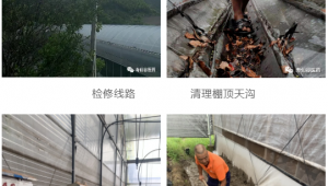 嚴陣以待、未雨綢繆 壽仙谷靈芝基地部全力以赴戰(zhàn)“煙花”
