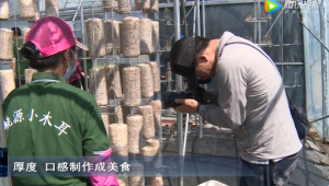 央视《谁知盘中餐》栏目摄制组前往吉林省延边州汪清县采访拍摄黑木耳基地