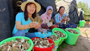 青海省海東市平安區：種植特色食用菌 助農增收