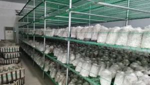 河南省杞縣傅集鎮(zhèn)：黨建引領食用菌產業(yè)發(fā)展 金融助力創(chuàng)業(yè)增收