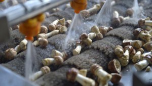 廣西百色市：建成555個姬松茸種植大棚 打造扶貧示范項目