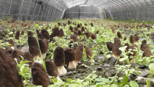 四川省食用菌协会关于羊肚菌大田种植的风险提示及对策建议