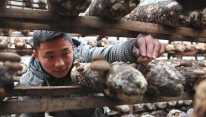 陕西省凤县：种植食用菌成为农村新型“短平快”项目