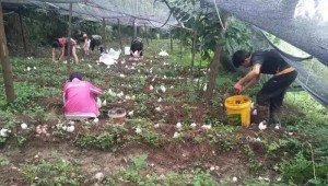 貴州省織金縣：大力發展林下竹蓀種植產業 繪制鄉村振興新藍圖