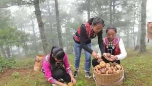 云上野菌香 云南省南华县“美食嘉年华”即将启动