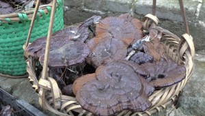福建省連城縣：仿野生靈芝喜獲豐收 生態(tài)農(nóng)業(yè)富民顯成效