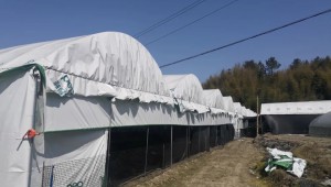 福建省永安市贡川镇：发展食用菌种植项目 开启产业致富路