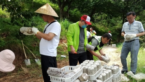 赤靈芝回歸泰山 安家玉泉寺景區