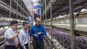 江苏淮安市洪泽农商银行金融“及时雨”催生食用菌产业链