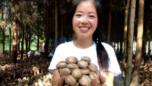 【乡村振兴】“林地生金” 贵州省紫云县林下香菇走俏市场