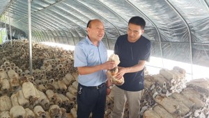 安徽省肥西县食用菌产业发展专家前往扈胡镇指导平菇种植工作