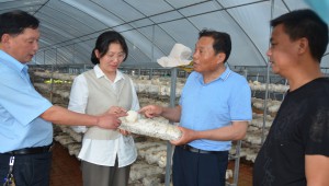 湖北省隨州市：推進香菇產業數字化 擁抱香菇發展“新藍海”