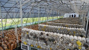 【鄉村振興】內蒙古呼倫貝爾市阿榮旗：多彩菌花開滿音河岸