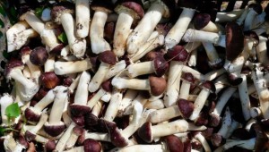 畝產(chǎn)15000元 云南省永勝縣打造“一縣一業(yè)”食用菌產(chǎn)業(yè)