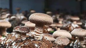 贵州省绥阳县：打造智能化菇棚 50万棒食用菌喜获丰收