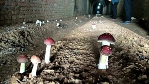 河南省靈寶市食用菌大家庭再添新成員 大球蓋菇反季栽培獲得成功