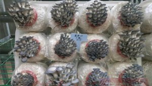河南省農(nóng)科院食用菌科研團(tuán)隊利用種質(zhì)資源庫解菌源之困 掌菇種之權(quán)
