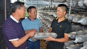 湖北省随州市食用菌协会组织专家对受灾菇农进行访问 降低损失