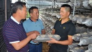 湖北省隨州市食用菌協會組織專家對受災菇農進行訪問 降低損失