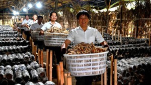 江西省万年县：因地制宜发展特色产业 茶树菇迎来上市旺季