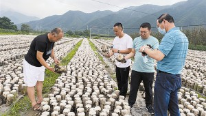 辽宁省庄河市步云山村：小小黑木耳变身“招财耳” 确保实现乡村振兴有效衔接