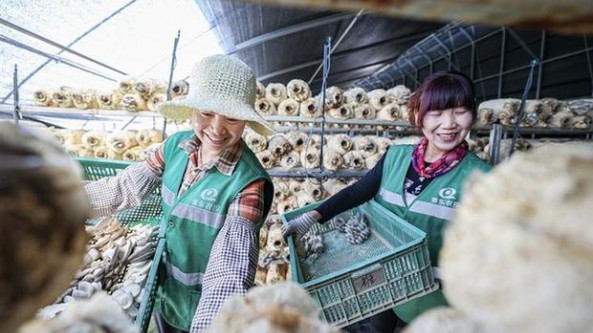 甘肅省蘭州市：延長食用菌產(chǎn)業(yè)鏈 村民走上致富路