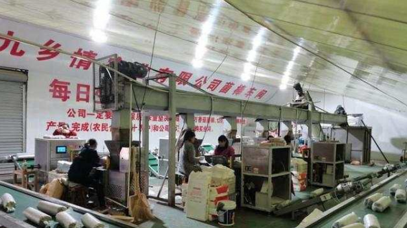 河南省魯山縣：多措并舉為受災食用菌種植戶撐起“保護傘”