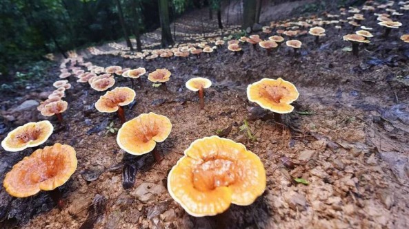 內蒙古根河市敖魯古雅園內靈芝喜獲豐收 等待被銷往全國各地