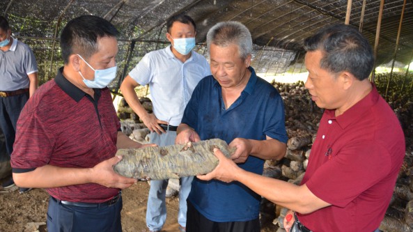 湖北省随州市食用菌协会组织专家服务队深入菇棚 管理受淹菇袋