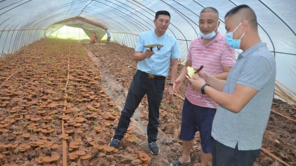 湖北省随州市食用菌协会组织专家服务队深入随县均川镇指导