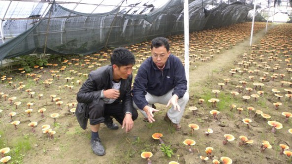 积极推进食用菌高原栽培研究 西藏特有白肉灵芝每斤售价超过500元