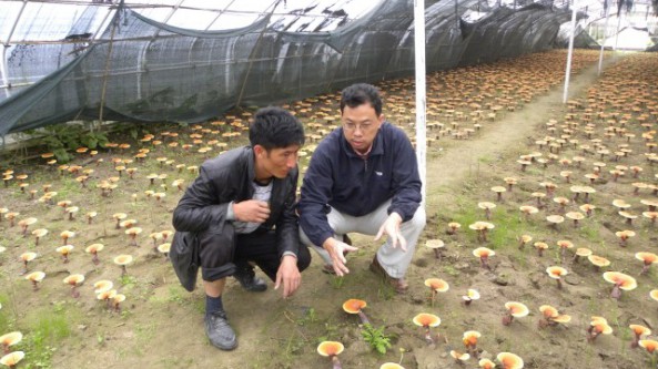 積極推進食用菌高原栽培研究 西藏特有白肉靈芝每斤售價超過500元