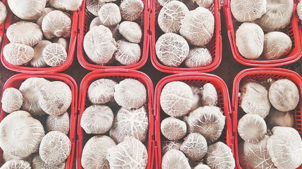 “花菇”种植基地在哈尔滨新区正式落成 南菇北移引领农民发家致富
