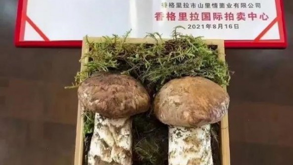 香格里拉松茸695克售出25萬元“天價”