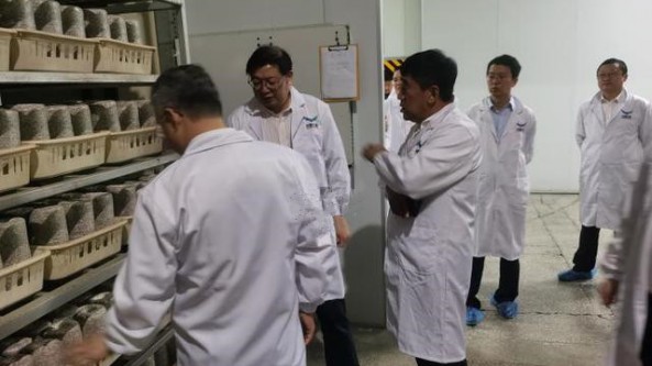 农发行黑龙江省桦南县支行大力支持地方食用菌产业发展