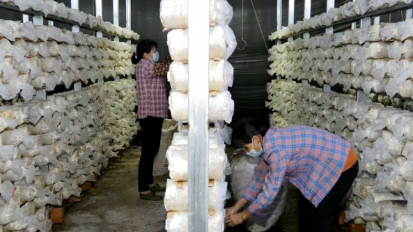 福建省尤溪县：向科技创新要效益 促进食用菌产业发展