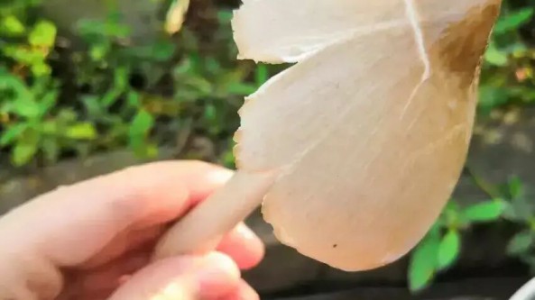 云南雞樅菌迎來破土黃金期 獨(dú)占鰲頭領(lǐng)軍菌子市場