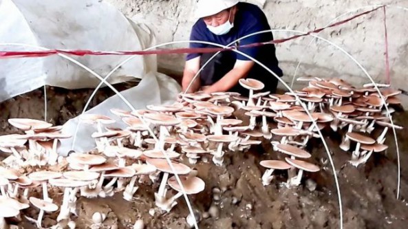 种植草菇 撑起新疆托克逊县农民增收“致富伞”