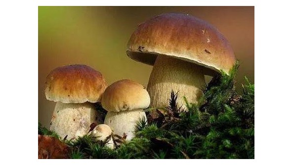 農業農村部：支持食用菌產業發展 完善農機購置補貼