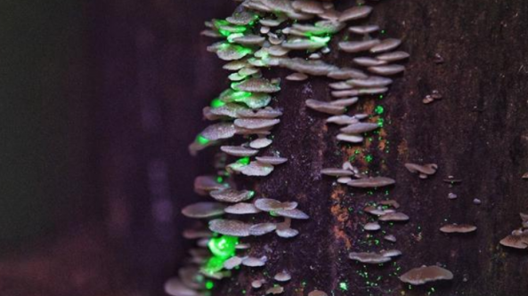 发光蘑菇在西双版纳热带植物园上线
