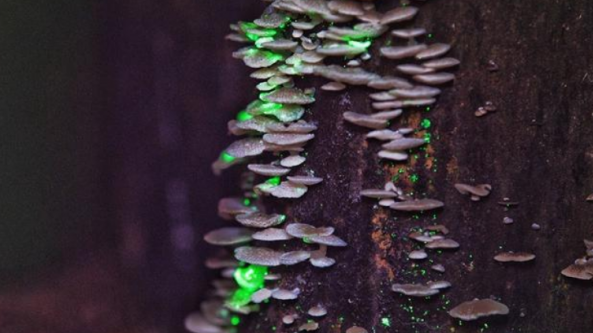 發光蘑菇在西雙版納熱帶植物園上線
