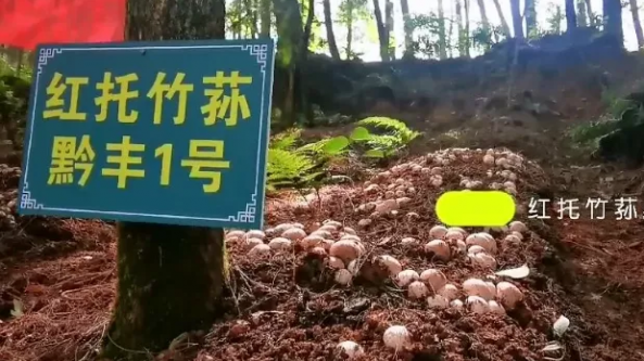 貴州貴陽市：紅托竹蓀新品種“黔豐1號”和“黔優1號”林下試種成功