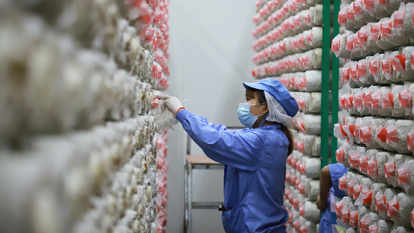 貴州浩潤臻源食品有限公司推進秀珍菇全流程工廠化、標準化生產