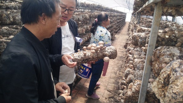 陕西省宜君县：开展香菇种植技术指导活动 推进乡村振兴
