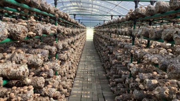 陜西省耀州區廟灣鎮：“香菇小鎮”初具規模 為增收致富打下堅實基礎