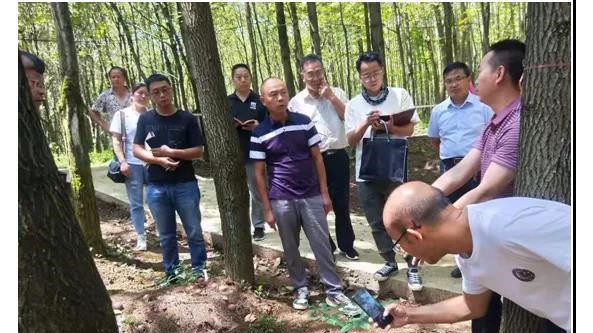 贵州省纳雍县领导组队考察学习林下食用菌产业发展模式
