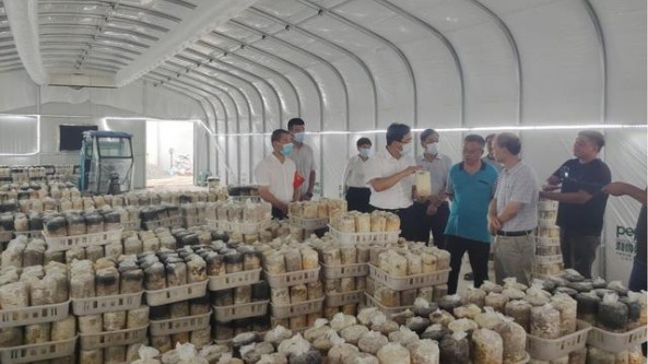 安徽省灵璧县：发展“黄金菇”特色产业 促进乡村振兴