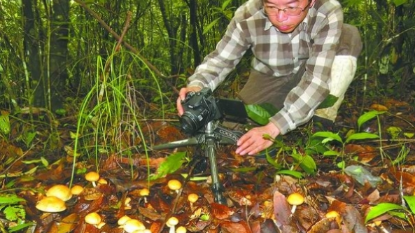 中国科学院研究员杨祝良：与“菌”共舞的“蘑菇先生”