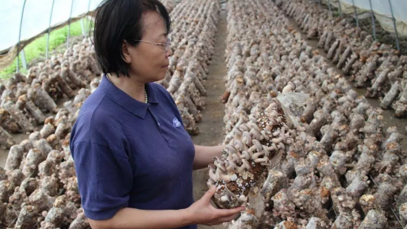中国农科院研究员张金霞：心系产业 俯首深耕 把小蘑菇变成菇农的“钱袋子”