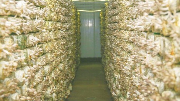 重庆市永川区：标准化生产 助力食用菌产业发展